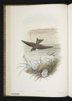 Sand Martin; Bank Swallow, Golondrina ribereña, hirondelle de rivageRiparia plate 7