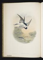 House Martin plate 6