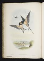 Barn Swallow; Golondrina tijereta, hirondelle rustique plate 5