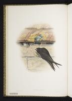 Common Swift plate 3