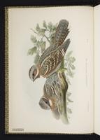 Red-necked Nightjar plate 2