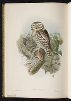 Little Owl plate 37