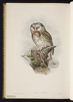 Boreal Owl; nyctale de Tengmalm plate 36