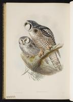 chouette épervière; Northern Hawk Owl, Northern Hawk-Owl plate 35