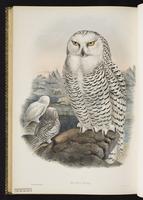 harfang des neiges; Snowy Owl plate 34