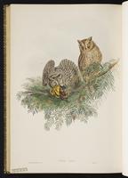 Eurasian Scops Owl plate 33