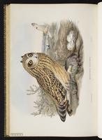 Búho cuerno corto; hibou des marais, Short-Ardea Owl plate 32