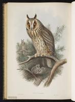 Long-Ardea Owl; Búho cara café, hibou moyen-duc plate 31