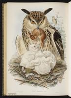 Eurasian Eagle-Owl plate 30