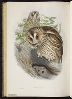 Tawny Owl plate 29
