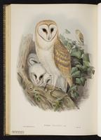 Barn Owl; Common Barn-Owl, effraie de clochers, Lechuza de campanario plate 28