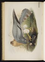 Montagu's Harrier plate 27