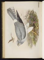 Northern Harrier;busard saint-martin, Gavilán rastrero plate 26