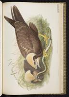Western Marsh Harrier plate 25