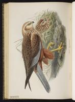 Western Marsh Harrier plate 24