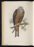 Black Kite plate 23