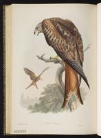 Red Kite plate 22