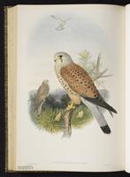 Common Kestrel; Eurasian Kestrel plate 21