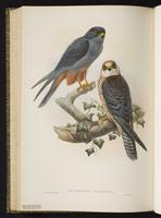 Red-thighed Sparrowhawk plate 20