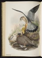 Merlin; faucon émerillon, Halcón esmerejón plate 19