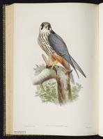 Eurasian Hobby; Northern Hobby plate 18