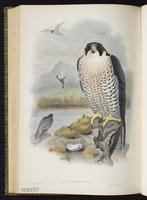 Eurasian Peregrine Falconn plate 17