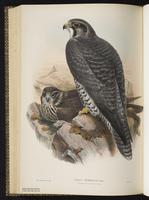 Gyrfalcon; faucon gerfaut plate 16