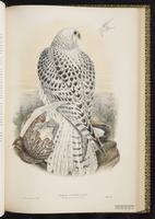Gyrfalcon; faucon gerfaut plate 15