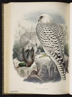 Gyrfalcon; faucon gerfaut plate 14