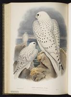 Gyrfalcon; faucon gerfaut plate 13