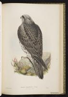 Gyrfalcon; faucon gerfaut plate 12