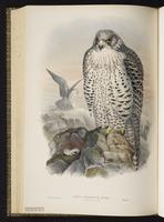 Gyrfalcon; faucon gerfaut plate 11