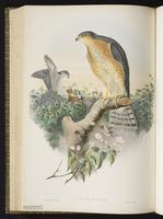 Eurasian Sparrowhawk plate 10