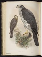 Northern Goshawk; autour des palombes, Gavilán azor plate 9
