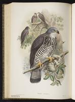 European Honey Buzzard plate 8