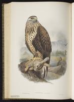 Rough-legged Hawk; Roughleg, Aguililla ártica, buse pattue plate 7