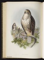 Common Buzzard plate 6