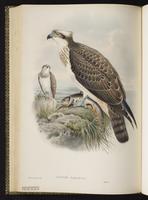 Osprey; balbuzard pêcheur, Gavilán pescador plate 5