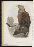 White-tailed Eagle plate 4