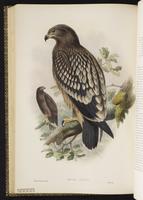 Lesser Spotted Eagle plate 3