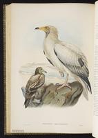 Egyptian Vulture plate 1