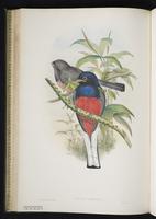 Surucua trogon plate 26