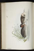 Little Grebe plate 392