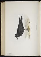 Bulwer's Petrel, Pétrel de Bulwer plate 449