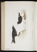 Leach's Storm Petrel, Leach's Storm-Petrel, Océanite cul-blanc, Paíño de Leach plate 447