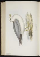 Northern Fulmar, Fulmar boréal, Fulmar norteño plate 446
