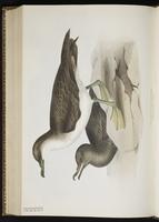 Great Shearwater, Greater Shearwater, Pardela mayor, Puffin majeur plate 445