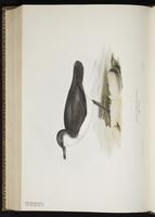Little Shearwater, Petit Puffin plate 444