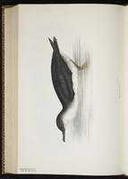 Manx Shearwater, Puffin des Anglais plate 443