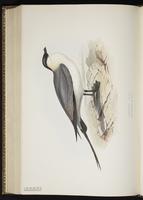 Parasitic Jaeger, Labbe parasite, Salteador parásito plate 442
